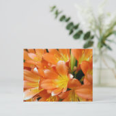 Carte Postale Clivia Miniata (Debout devant)