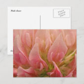Carte Postale Clocher rose (Devant / Derrière)
