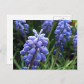 Carte Postale Cloches bleues (Devant / Derrière)