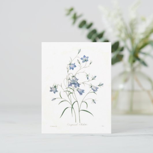 Carte Postale Clochette Campanula (Debout devant)