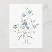 Carte Postale Clochette Campanula (Devant)