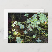 Carte Postale Cloison d'eau (Devant / Derrière)