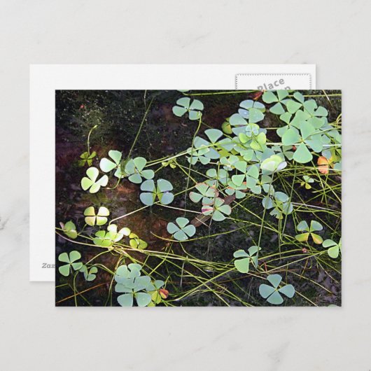 Carte Postale Cloison d'eau (Devant / Derrière)