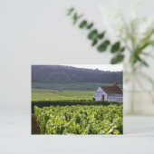 Carte Postale Clos de Beze Grand Cru de Chambertin (Debout devant)