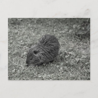 Carte Postale Close-up of baby nutria (Myocastor coypus) on fiel