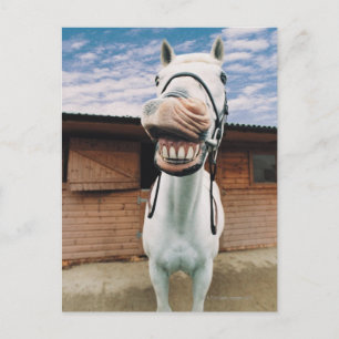Carte Postale Close-up of Horse with Mouth Open