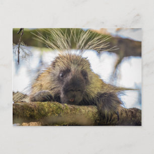 Carte Postale Close-up of porcupine in a tree