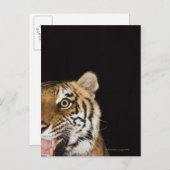 Carte Postale Close up of roaring tiger's face (Devant / Derrière)