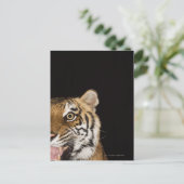 Carte Postale Close up of roaring tiger's face (Debout devant)