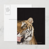 Carte Postale Close up of roaring tiger's face (Devant / Derrière)