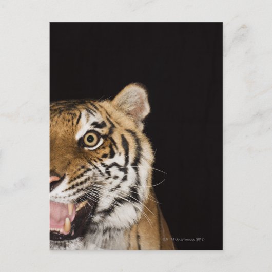 Carte Postale Close up of roaring tiger's face (Devant)