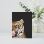 Carte Postale Close up of roaring tiger's face (Debout devant)