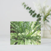 Carte Postale Close-up of the fern, Asplenium nidus. (Debout devant)