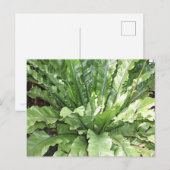 Carte Postale Close-up of the fern, Asplenium nidus. (Devant / Derrière)