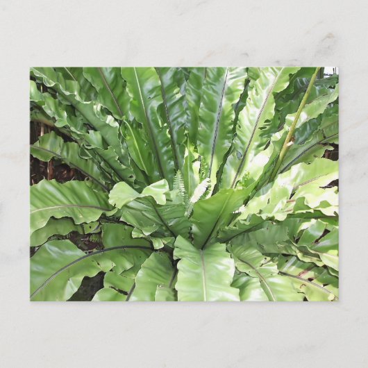 Carte Postale Close-up of the fern, Asplenium nidus. (Devant)