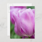 Carte Postale Close-up of tulip (Devant / Derrière)