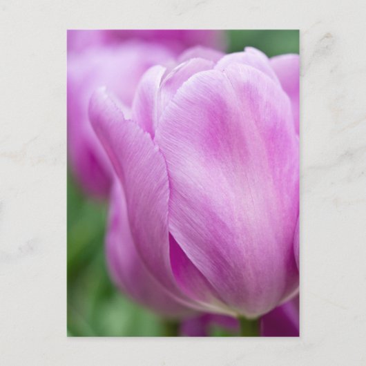 Carte Postale Close-up of tulip (Devant)