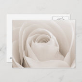 Carte Postale Close up of White Rose (Devant / Derrière)
