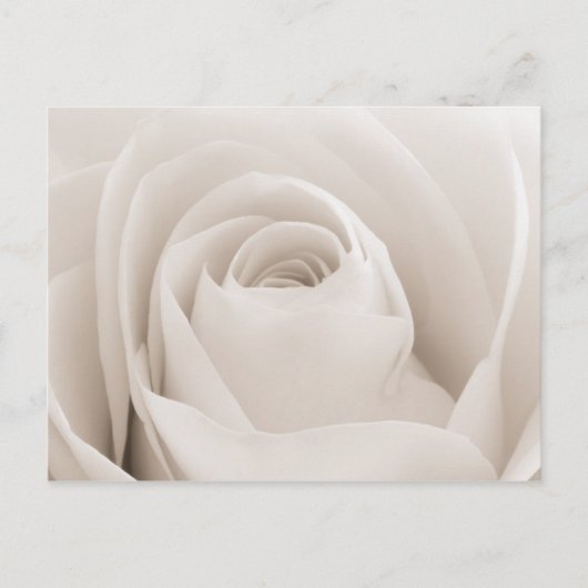 Carte Postale Close up of White Rose (Devant)