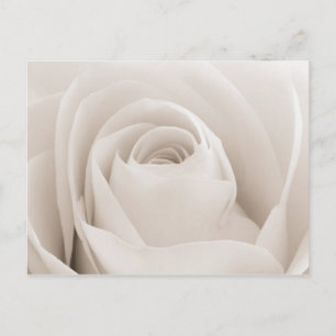 Carte Postale Close up of White Rose