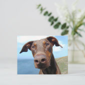 Carte Postale Closeudo drôle d'un chien Doberman naturel (Debout devant)