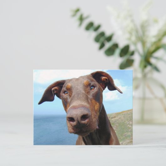 Carte Postale Closeudo drôle d'un chien Doberman naturel (Debout devant)