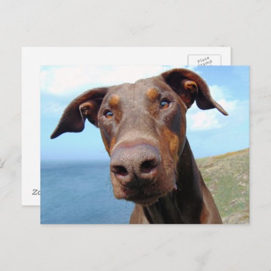 Carte Postale Closeudo drôle d'un chien Doberman naturel (Devant / Derrière)