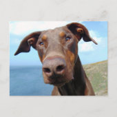 Carte Postale Closeudo drôle d'un chien Doberman naturel (Devant)
