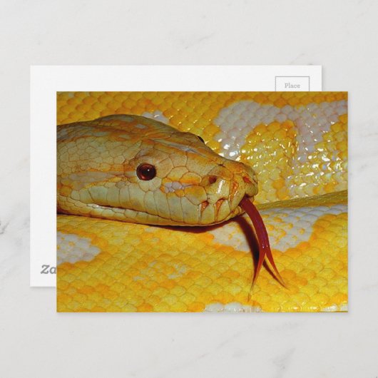 Carte Postale Closeup albino birman (Devant / Derrière)