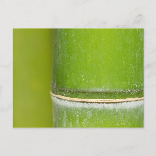 Carte Postale Closeup Bamboo Stalk (Devant)