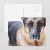 Carte Postale Closeup Berger Allemand Couvert De Neige (Devant / Derrière)