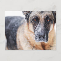 Closeup Berger Allemand Couvert De Neige