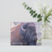 Carte postale Closeup Bison (Debout devant)