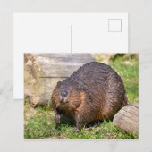 Carte Postale Closeup Castor nord-américain (Devant / Derrière)