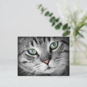 Carte Postale Closeup Cat (Debout devant)