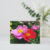 Carte Postale Closeup chinois pivoines fleurs (Debout devant)