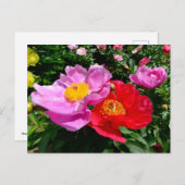 Carte Postale Closeup chinois pivoines fleurs (Devant / Derrière)