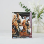 Carte Postale Closeup Clydesdale (Debout devant)