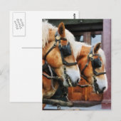 Carte Postale Closeup Clydesdale (Devant / Derrière)