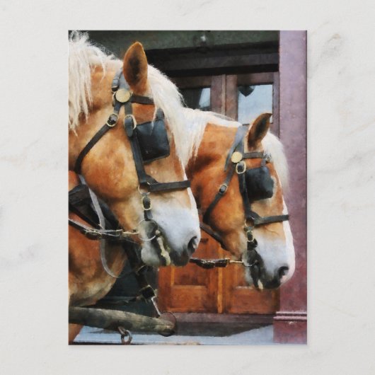 Carte Postale Closeup Clydesdale (Devant)