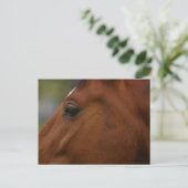 Carte Postale Closeup de Bay Horse (Debout devant)