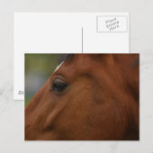 Carte Postale Closeup de Bay Horse (Devant / Derrière)