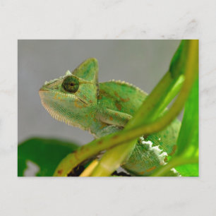 Carte Postale Closeup de caméléon voilé parmi les plantes