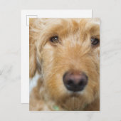 Carte Postale Closeup de Goldendoodle (Devant / Derrière)