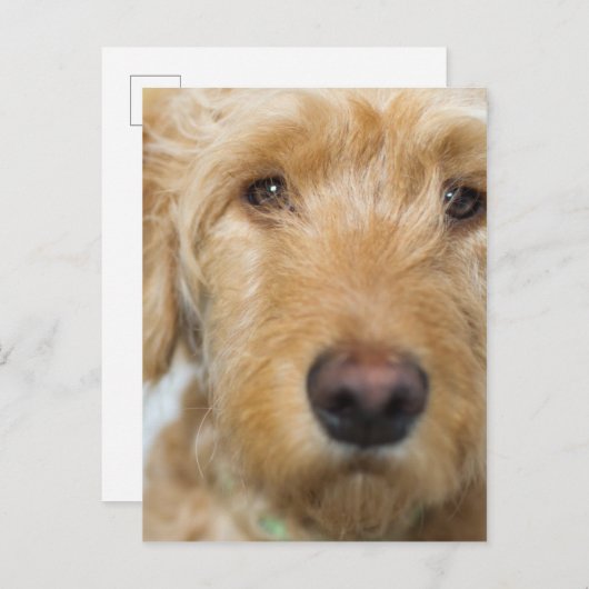 Carte Postale Closeup de Goldendoodle (Devant / Derrière)