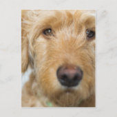 Carte Postale Closeup de Goldendoodle (Devant)