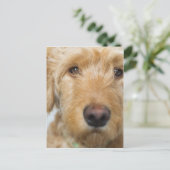 Carte Postale Closeup de Goldendoodle (Debout devant)