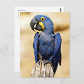 Carte Postale Closeup de Hyacinth macaw (Devant / Derrière)