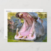 Carte Postale Closeup de la bouche ouverte de l'hippopotame (Devant / Derrière)