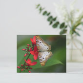 Carte Postale Closeup de papillon blanc (Debout devant)